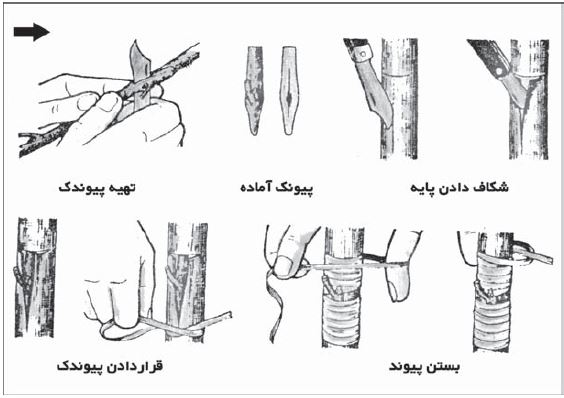 پیوند بادام