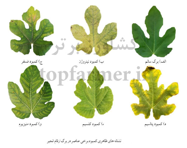 انجیر مشکی و کاشت انجیر مشکی ( انجیر سیاه )