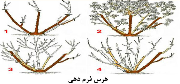 هرس فرم دهی گل محمدی