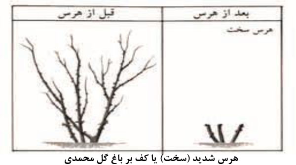 هرس شدید (سخت) یا کف بر باغ گل محمدی