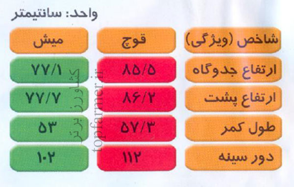 گوسفند  شال و پرورش گوسفند شال