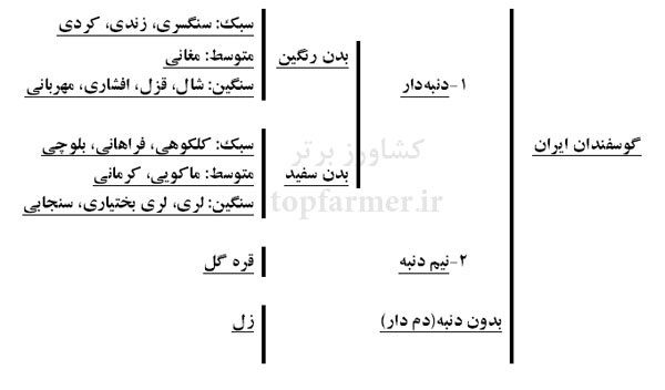 نژادهای گوسفندان بومی ایران